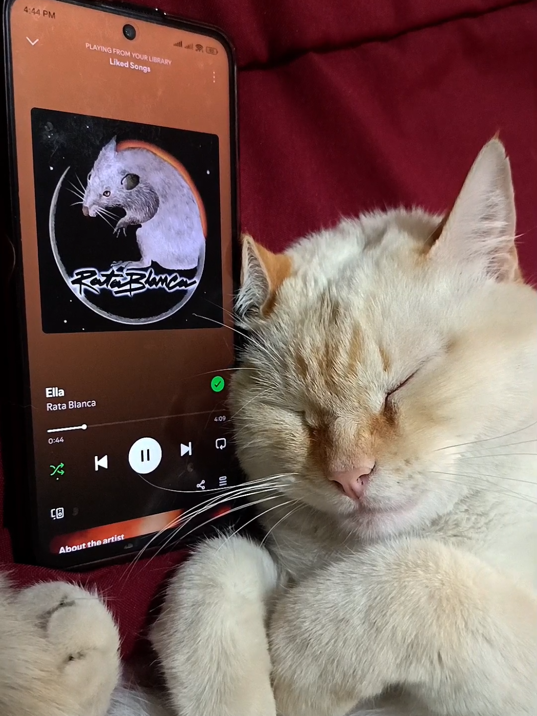 Black 28 | Rata Blanca - Ella  #ratablanca #ella #gato #foryou #foryoupage 