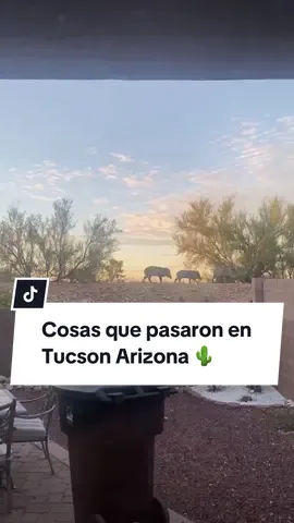 Cosas que pasaron esta semana en Tucson Arizona #greenscreen #greenscreenvideo #tucson #tucsonarizona #viral 