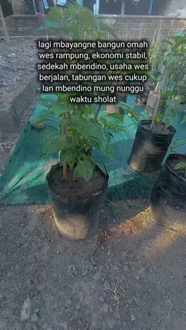 GUSTI ALLAH BOTEN SARE 🙏😊 #petanigenzet #petanicabepolybag #senimanpertanian #petaniindonesia🇮🇩🇮🇩🇮🇩🌿🌿 #petanicabai 