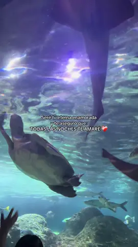 🥰 #acuario #puebla #turtle #fyp 