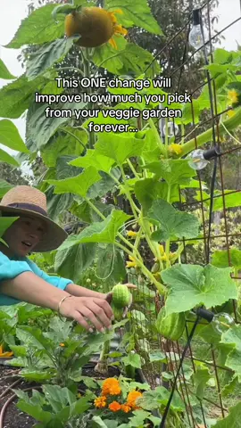 You can grow way more food in your veggie garden with this One change…  🙋‍♀️ do you get frustrated or disappointed with how little you pick in your veggie garden?  I know what’s it’s like when you feel like your veggie garden isnt worth the effort or money because your harvests are so lame!😒  If you have a small space then maximising the amount of food you grow on each plant is even more important!  there’s lots of things you need to do to improve your harvests BUT if you simply choose the right varieties you can double your harvests without changing anything!  Take this cucumber for example- this is Richmond green apple cucumber and just ONE single plant will give me all these every week:  If you want to grow a pumping garden with plants the produce more food- I can help with that.  ✅ check out my online program - “Grow Your Patch” to learn more - linked in bio #inmypatch #veggiegarden #growmorefood #learntogrow #beginnergardener 
