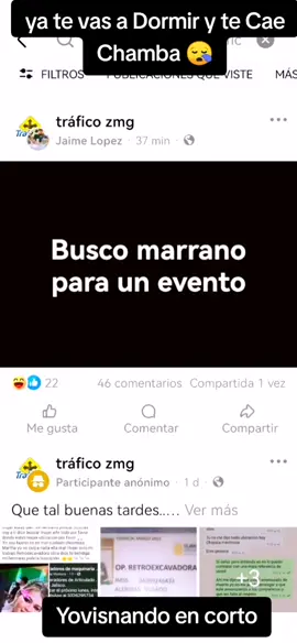 #gdl #traficozmg #cerdo 🐖🐖