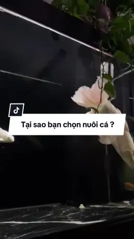 Tại sao bạn chọn nuôi cá làm thú vui ? Có lẽ chỉ người nuôi cá mới hiểu. 🐟#xuhuongtiktok #xuhuong #cacanh #chepphitan 