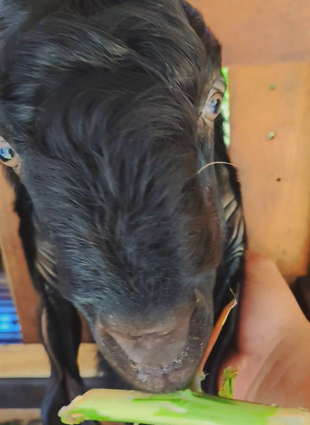 duwene gur iki #ngarit #kambingpe #kandang #kambingetawa #kambing 