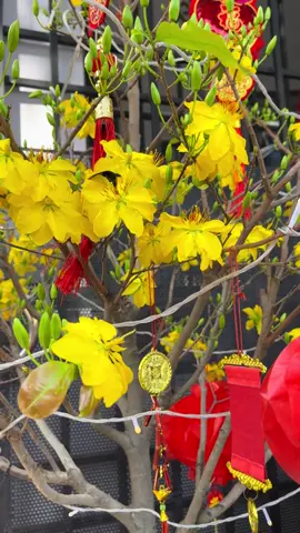 Nay là 28 tết rồi đó mn 🧧🧧🧧🎆🎇🧨🧨🧨🎉#têtsumvầy #teamno #tet2026 