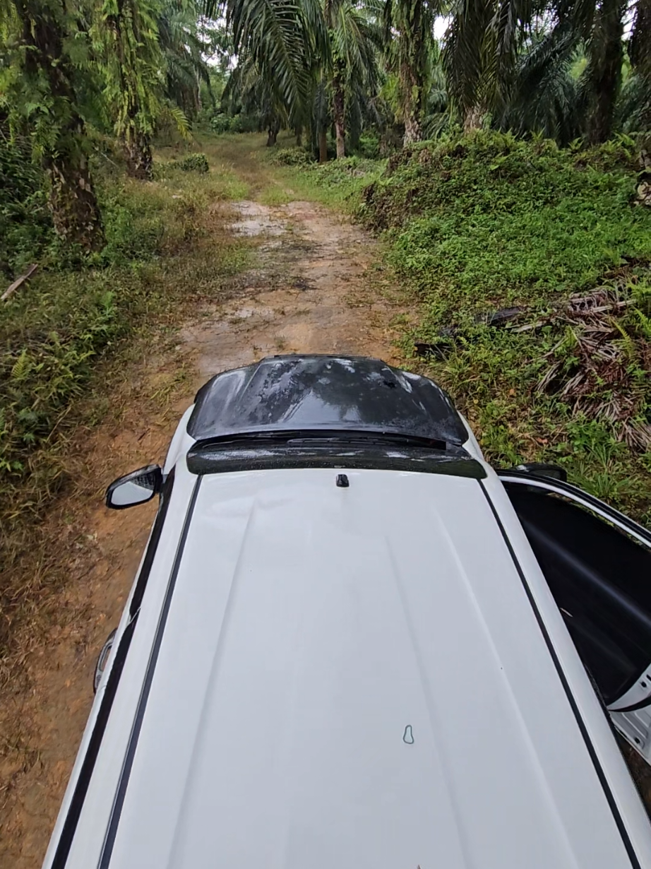 Rekam Semua Proses Nya #sawitontiktok#kebunsawit#hilux4x4#toyotahilux#acehsingkil 