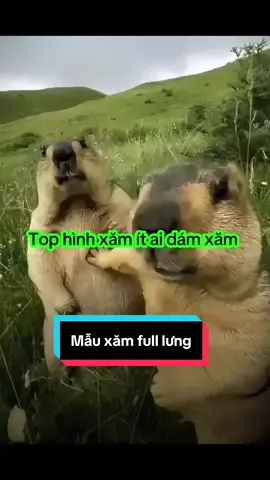 Mẫu 84 - Top hình xăm ít ai dám #hinhxamdep #xh 