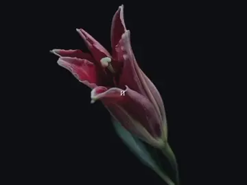 Noize MC - Иордан #fyp #музыка #песня #иордан #нойзмс 