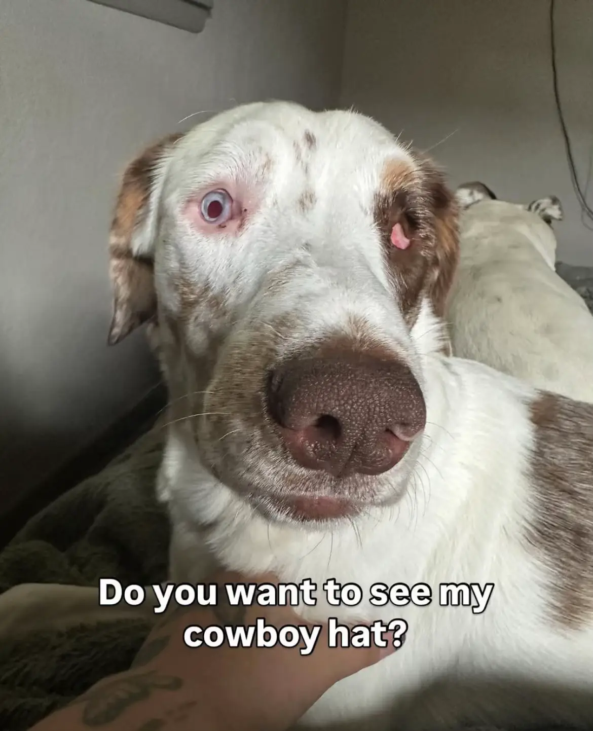 Tell ghost you like his hat or else #dog #dogs #dogs #rescue