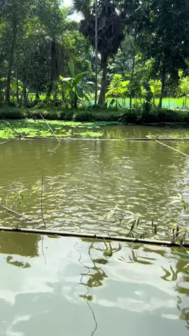 #আনিসুর_রহমান_আশরাফী💖💖  #fyp #viral #foryoupage #yyyyyyyyyyyyyyyyyyyyyyyyyyyyyy 