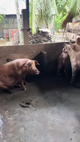 Này khó mà đau tim áp lực nữa 