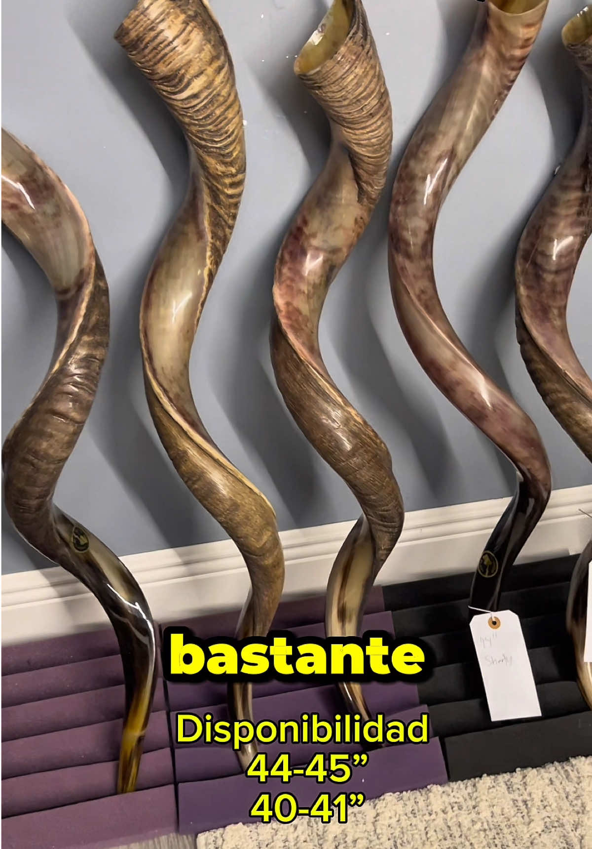 Tengo bastantes para escojer #fypシ #44inchshofar #48inchshofar #fyp #shofarblast 