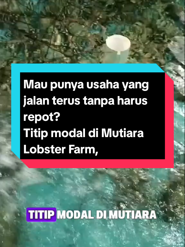 Mau punya usaha yang jalan terus tanpa harus repot? Titip modal di Mutiara Lobster Farm, semua perawatan kami yang handle, kamu tinggal terima hasil panennya 🦞💰 ✅ Modal mulai 3 juta ✅ Kontrak jelas & transparan ✅ Update rutin lewat foto/video ✅ Panen bisa dinikmati bareng 🔥 Usaha aman, hasil nyata, cuan berlipat! 👉 Yuk buruan gabung sebelum slot penuh! #MutiaraLobsterFarm #TitipModal  #InvestasiLobster #BisnisModalKecil #UsahaJalanTerus 