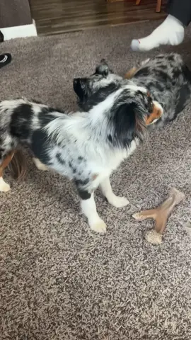 Rockie 💖and Bella💖 #dogsoftiktok #tiktok #like4like #followme #foryoupage 