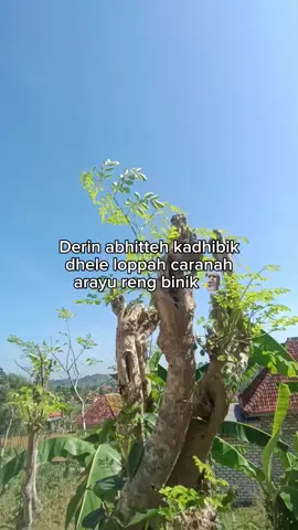 ekaloppaeh mad🗿#katakatamadura #madura #fyp #zuhud_a #maduravibes 