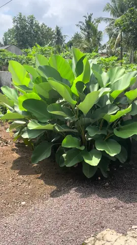 Tanaman hias calathea 