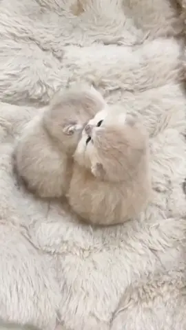 Cute babies.😊#pets #cats #kitten #cute 