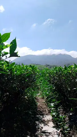 ngonteurol Hala kebon nteh🤭#pemandangan #alam #wisata #rancabali #ciwidey 