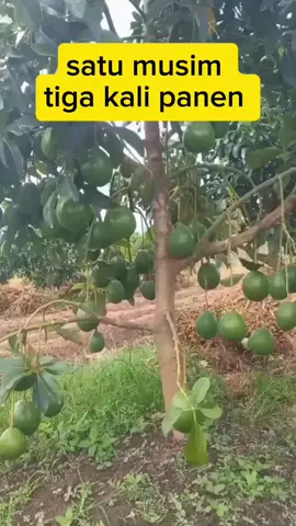 #bismillahfyp #petaniindonesia🇮🇩🇮🇩🇮🇩🌿🌿 #fypシ゚ 