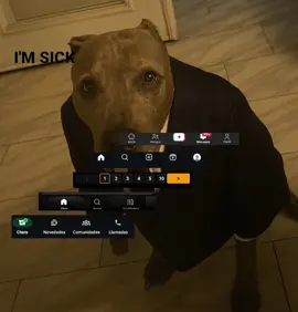 #fyp #humor #perroelegante #foryou #gracioso 