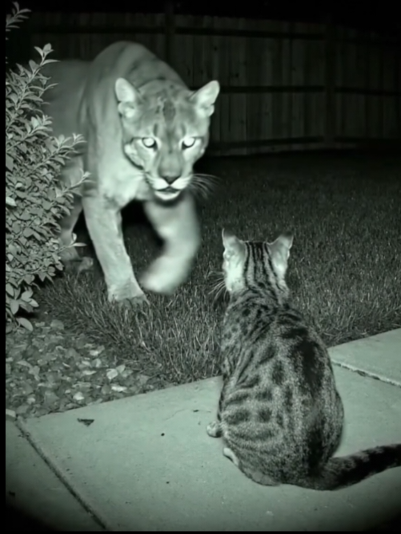 🌙 Midnight Mystery: Watch as a massive mountain lion in Denver creeps up on an unsuspecting cat in the dark! It gets THIS close... then just strolls away. Nature's wild stare-down! 🐾🐆 #MountainLion #cats  #NightVision #wildlife  #securitycamera 