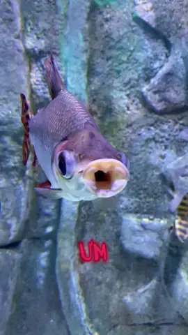 Thươg ogxa nhấf nhoa :)) #VinWonders #GreenCreator #dulich 