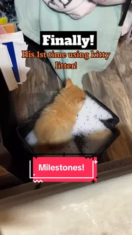 Loving the milestones my baby boy is hitting already! Used the kitty litter for first time! He was so happy afterwards, running around like crazy! Then we brought in the scratcher, he was on there for 5 minutes straight! Adorable! @Joelene  #catinfluencer  #ginger  #catsoftiktok  #pottytraining #catmom 