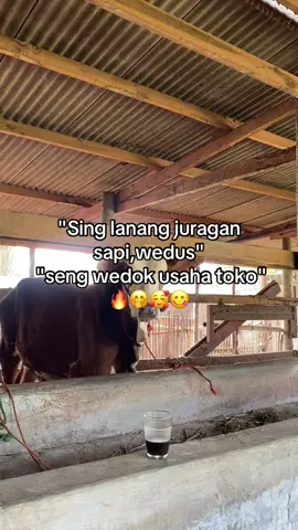 #peternakmuda #peternaksapiindonesia #peternakkambingindonesia #fyppppppppppppppppppppppp #masukberandamuu 