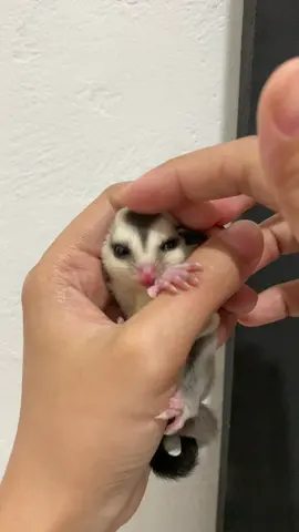 🐿️ cuma boleh usap kepala aja ya😡                                                                          #kusukasg #sugarglider #gemoy #fyourpage 