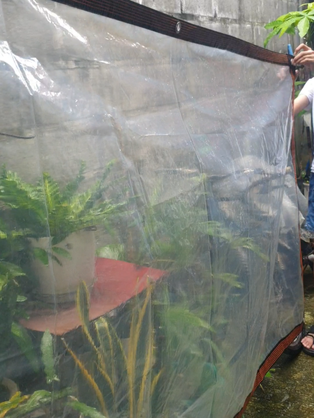 Transparent Waterproof Tarpaulin — matibay, makapal at waterproof! Sulit gamitin sa bahay, garden, tindahan o sasakyan. ✨ ✅ Tear-resistant ✅ Long-lasting ✅ Clear design #WaterproofTrapal #ClearTarpaulin #BudgetFindsPH #HomeEssential #foryoupage 