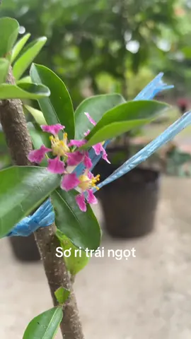 Cây giống bến tre