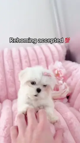 She’s a teacup Maltese with big attitude in a tiny package. This small puppy’s got energy, personality, and she’s ready to keep up. Come meet her at the boutique — she’s even cooler in person. 💕 #maltese #teacupmaltese #white #pink #puppytiktok             