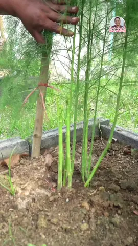 หน่อไม้ฝรั่ง