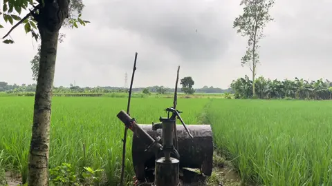 @⚡  𝐃𝐊𝐃𝐔𝐑𝐍𝐓𝐎  ⚡: আশা ছাড়তে নেই.. ঝরে পড়া ফল থেকেও নতুন গাছের জন্ম হয়.!❤ #fyp #foryoupage #nature #viral 