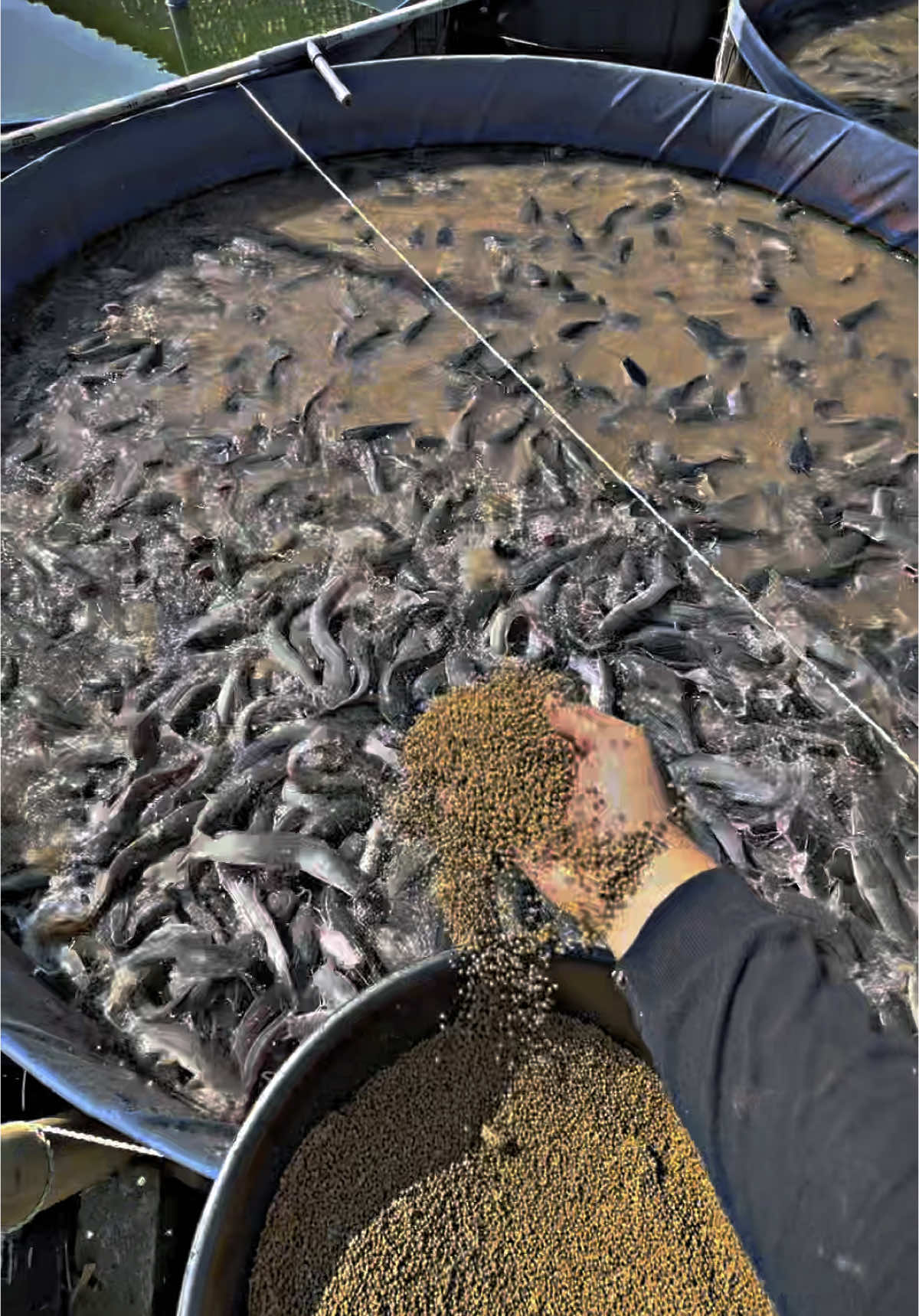 ikan lele konsumsi 6-8 sekilo #panenikan #perikanan #edukasi #4upage #kolamterpal #fakesituation⚠️ #u4 #CapCut #pakanikan #budidayaikan 