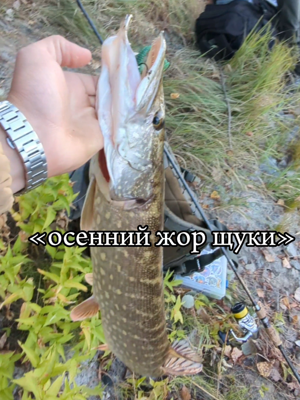 Скидывай кенту, хай собирает снасти🎣!