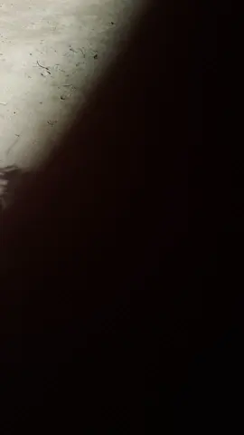 the next chubby dog king