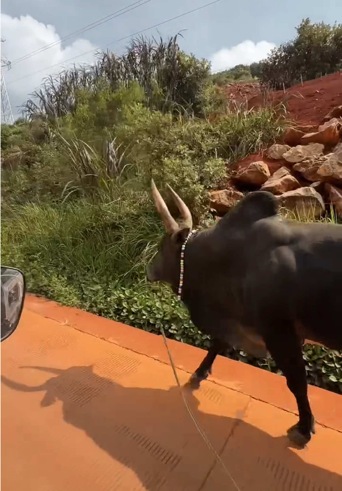 🐂💪 #โคโหนดลายเพชรพยัคฆ์นําชัย #ลายจอมทัพ #วัวชนภาคเหนือ #วัวชนคนสู้🐂 #วัวไทยไปจีน🇨🇳 