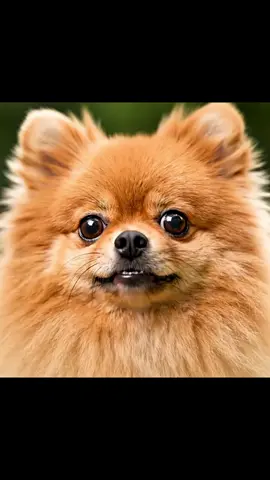 อ้าววว ตังตัง #แมวน่ารัก #หมาน่ารัก #มีมไทย #คลิปตลก #สัตว์โลกผู้น่ารัก 