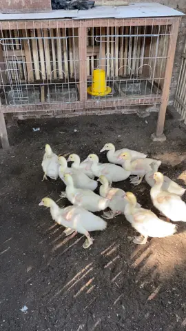 Disyukuri mawon opo anane😇😇 #fyp #entokjumboblitar #peternakentok #peternakmuda #fyourpage 