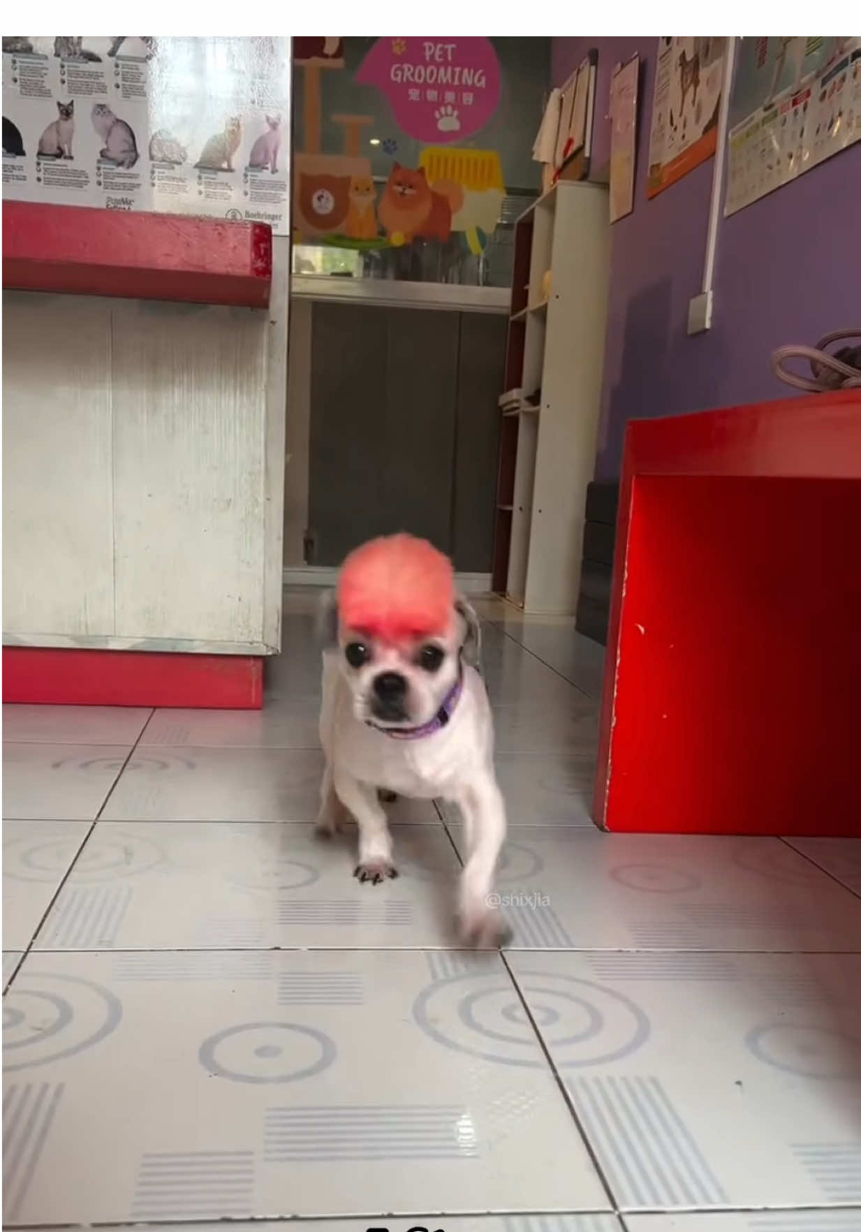 Say HI to Happy!!  We didn't expect to see him like this 🫣 Initially, we asked the vet to do a mohawk, no color, but then when we got him back, it was like a burst fade with HAIR COLOR!!! 🤣🤣🤣 They said our Happy made their day. Ps. 2nd vid was taken by the vet 🩺🐾 #dogsoftiktokviral #makeitviral #fyp #dogs #shihtzusoftiktok 