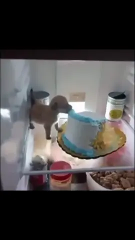 eat that up! #fyp #brainrot #dog #pibble #doginfridgeeatingcake 