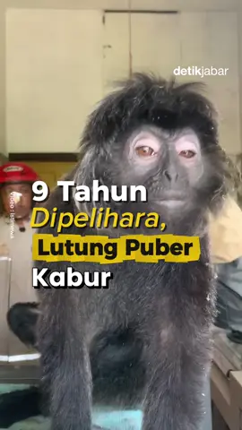 Warga Desa Sindangsari, Kecamatan Cikoneng, Kabupaten Ciamis, Jawa Barat, sempat dibuat heboh oleh seekor lutung Jawa (Trachypithecus auratus). Hewan yang selama bertahun-tahun dipelihara jinak oleh sebuah keluarga, tiba-tiba berubah liar dan tak terkendali. Pemilik lutung, Alwi Sidqi (29) pertama kali menyadari perubahan pada satwa kesayangannya itu. Lutung berusia sekitar sembilan tahun tersebut awalnya jinak dan kerap menemani hari-hari keluarga Alwi. Namun belakangan, tingkahnya berubah menjadi lebih agresif, mudah berontak, hingga akhirnya berhasil melepaskan diri dari rant*i pengikat. Beruntung, evakuasi berjalan lancar. Tidak ada korban luka maupun kerusakan berarti dalam proses tersebut. Lutung berhasil diamankan sehingga tidak membahayakan penghuni rumah maupun warga sekitar. 