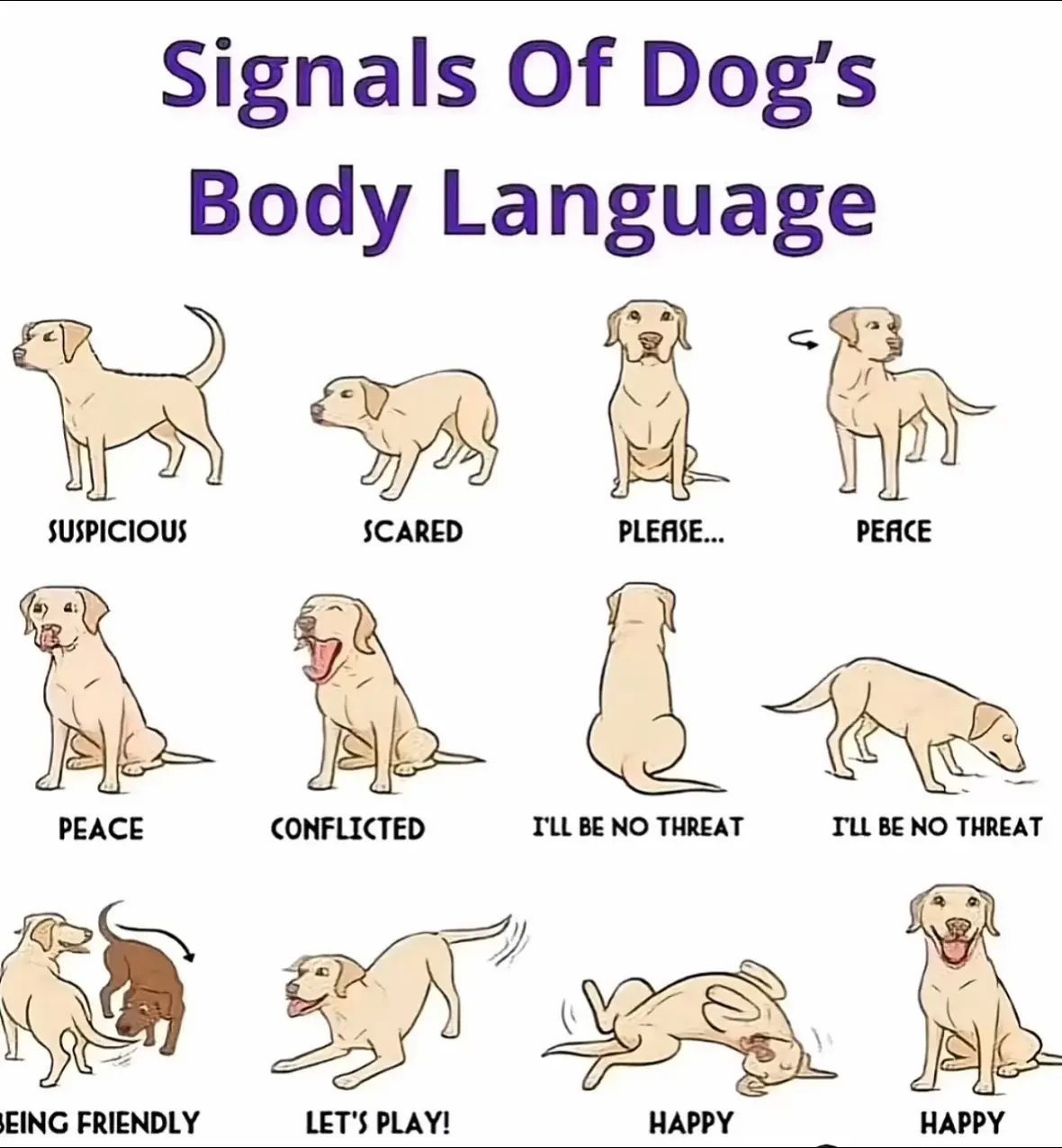 #fyp #viral #dog 