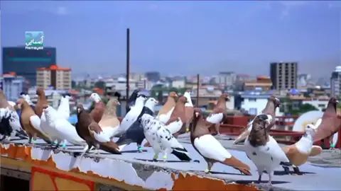 #شوقی #شوقی #کبوتربازی #کفتر #بازی فاریو 