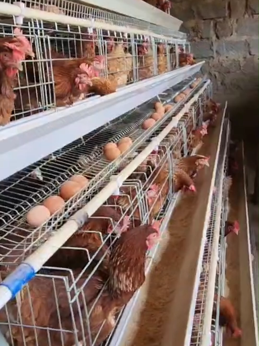 cages not only save you space, ✅they reduce labor in feeding and cleaning the poultry houses, ✅they promore cleaniliness of the eggs ✅they reduce wastage of food and water ✅they make diseases easier to control get high quality galvanized (strengthened & rust resistant) cages from Eco Kuku Farm Ltd call us on 0710 905 696 or visit us in Nairobi, along Outer-ring road in Kariobangi, next to Kiamaiko Bus stop (view directions in the 2nd pinned post) #poultry #eggincubator #foryoupage #kenyantiktok🇰🇪 #fyppppppppppppppppppppppp #ecokuku #poultrybusiness #poultryfarming #foryoupage