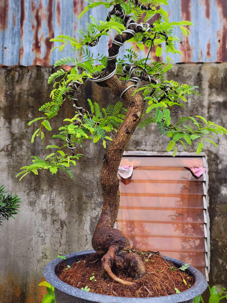 me chua văn nhân  #bonsai #útbonsai #câycảnh #bonsaivănnhân  #mebonsai 