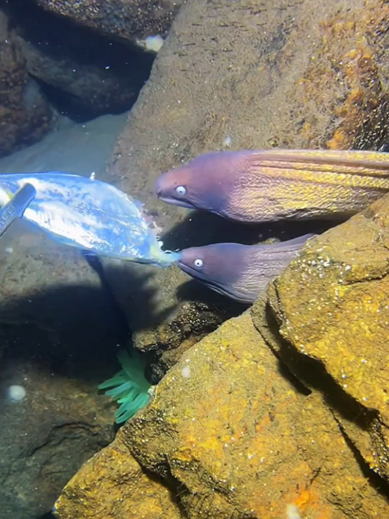 #diving #crab #catchthesea #seaside #seafood 