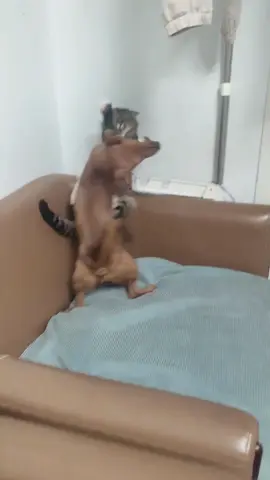 Who will win the cat-dog war?#funnycats #funnyanimals #petvideos #cat #catsoftiktok   