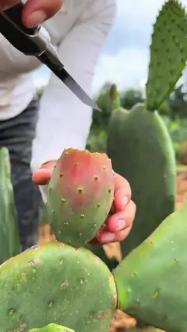 (1 minute) Amazing fruits 😱  #satisfyingvideos #asmrfood #relaxing #watermelon #fruits 